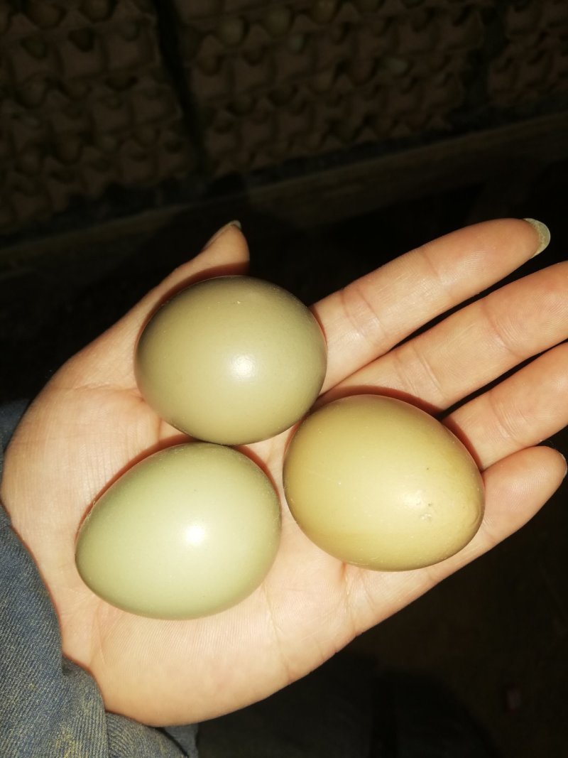 野鸡蛋50g以下食用