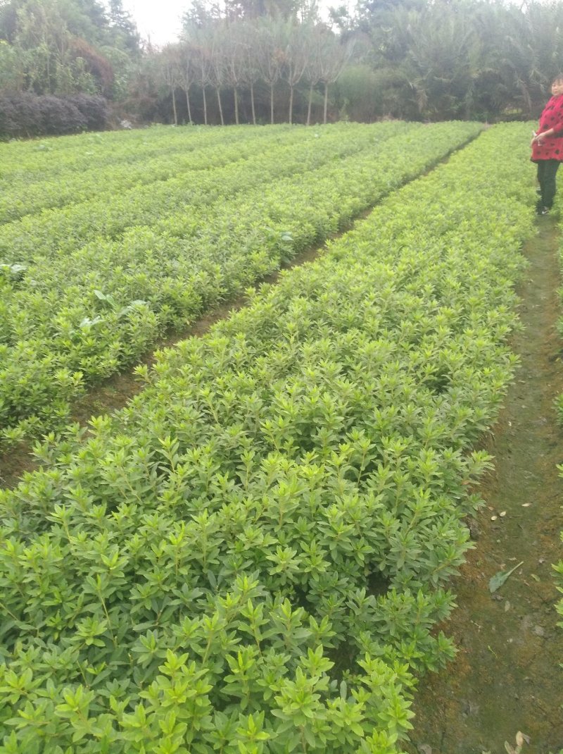 毛娟基地大量供应欢欢迎骚扰