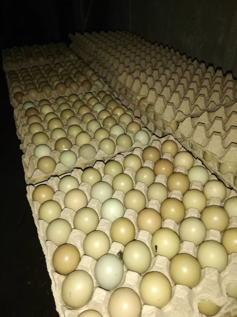 野鸡蛋50g以下食用