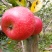 高山糖心苹果🍎