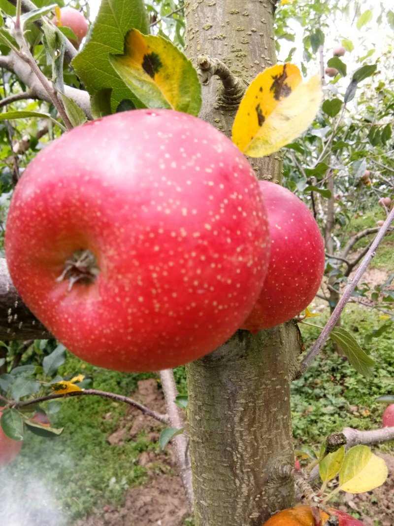 高山糖心苹果🍎