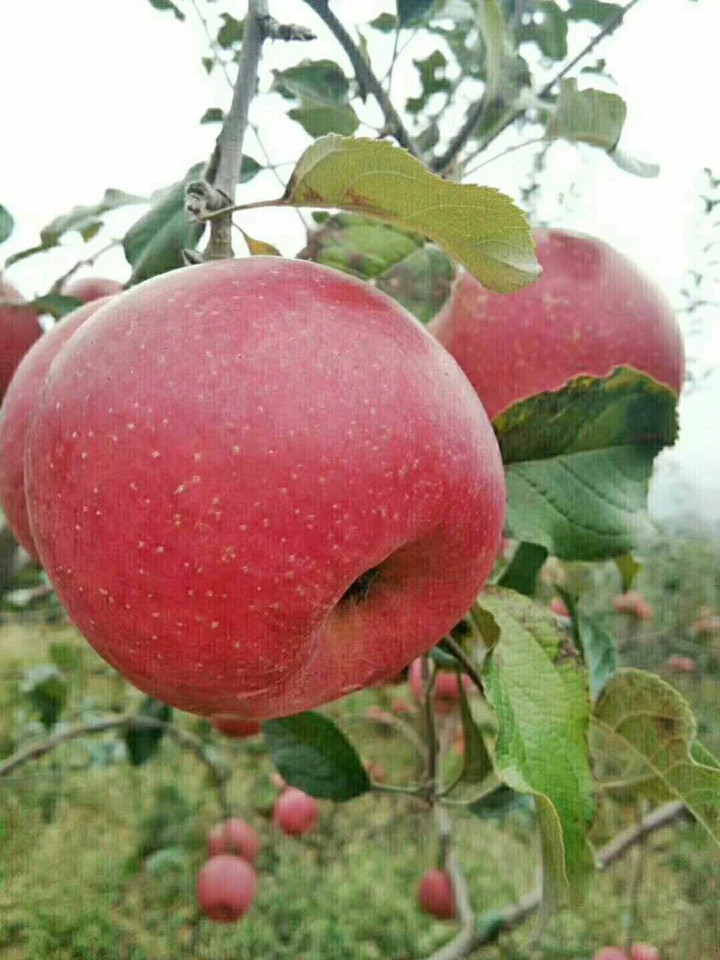 高山糖心苹果🍎