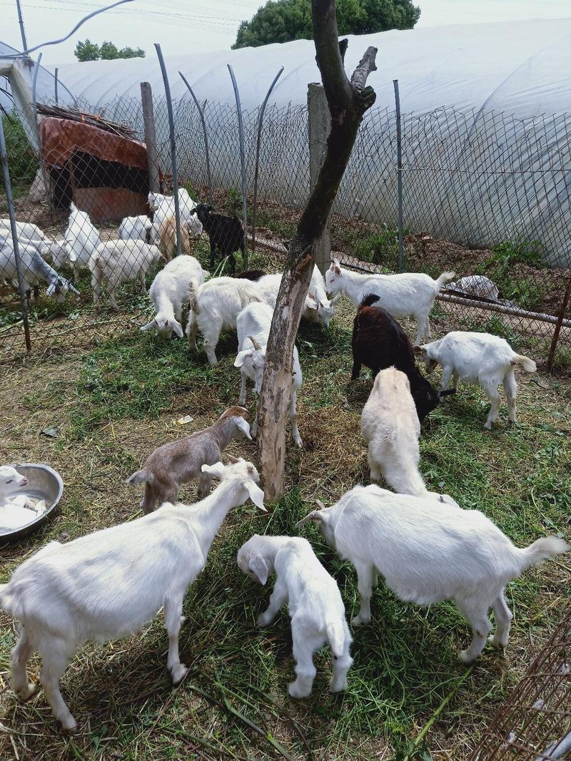 活羊苗子，精品努比亚种母，黑色种公，黄色种公种母，白山羊