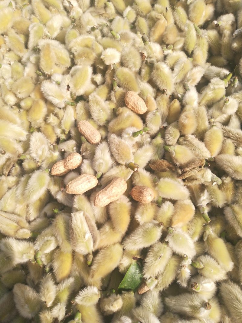 辛夷桃