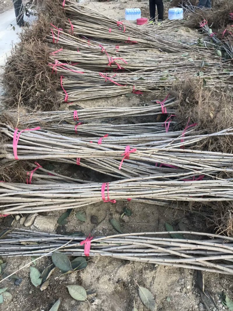 樱桃苗，沙蜜豆樱桃苗，保品种，保成活，一棵也是批发价
