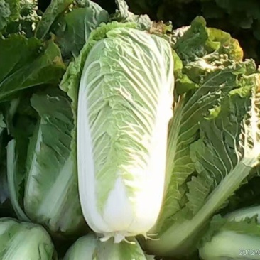 大白菜