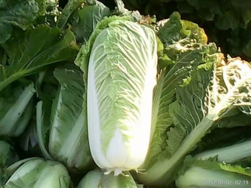 大白菜