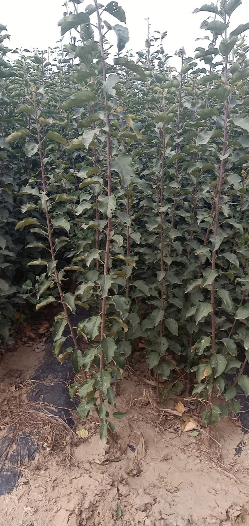 维纳斯黄金苹果苗，保品种，包技术，保成活，一棵也批发