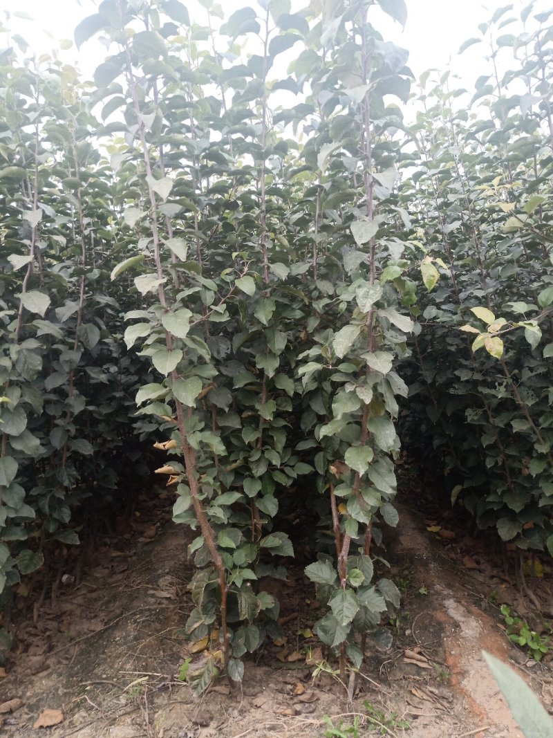 维纳斯黄金苹果苗，保品种，包技术，保成活，一棵也批发