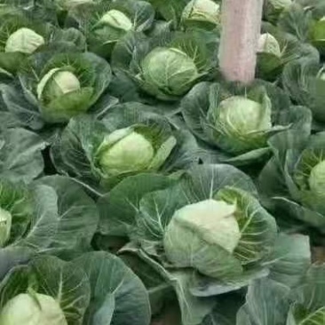 甘蓝包菜，质量好，价格优惠，无虫眼，大量现货