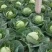 甘蓝包菜，质量好，价格优惠，无虫眼，大量现货
