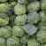 甘蓝包菜，质量好，价格优惠，无虫眼，大量现货