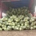 甘蓝包菜，质量好，价格优惠，无虫眼，大量现货