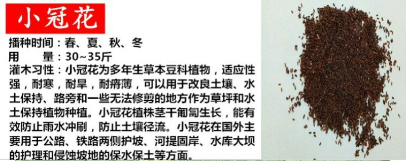 小冠花种子耐寒固土护坡绿化强花期长，量大详谈