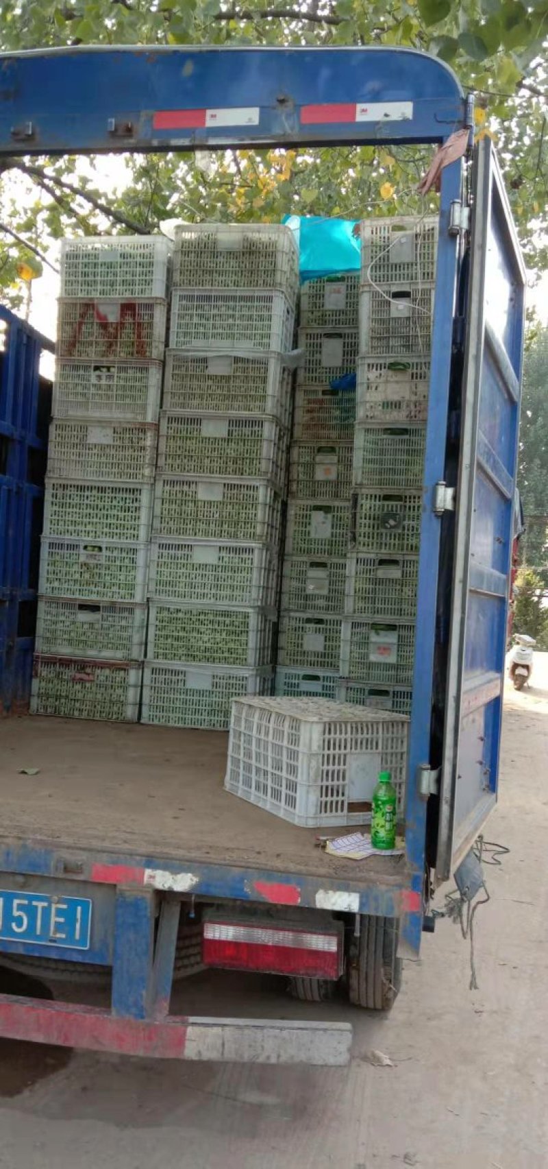 油菜（精品）优质，产地直销，对接全国，常年发货商超专供