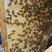 长白山蜂巢蜜250克椴树蜂巢蜜产地直销