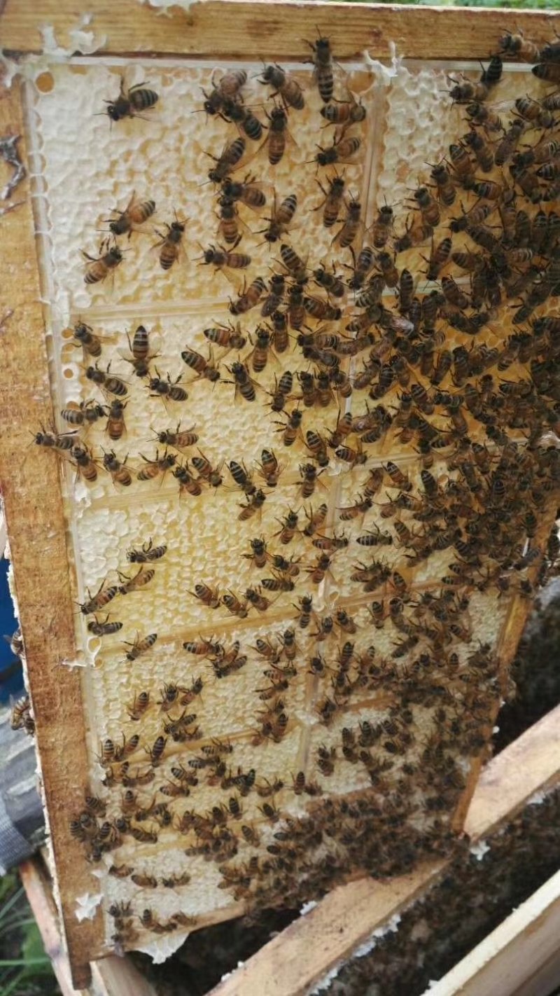 长白山蜂巢蜜250克椴树蜂巢蜜产地直销