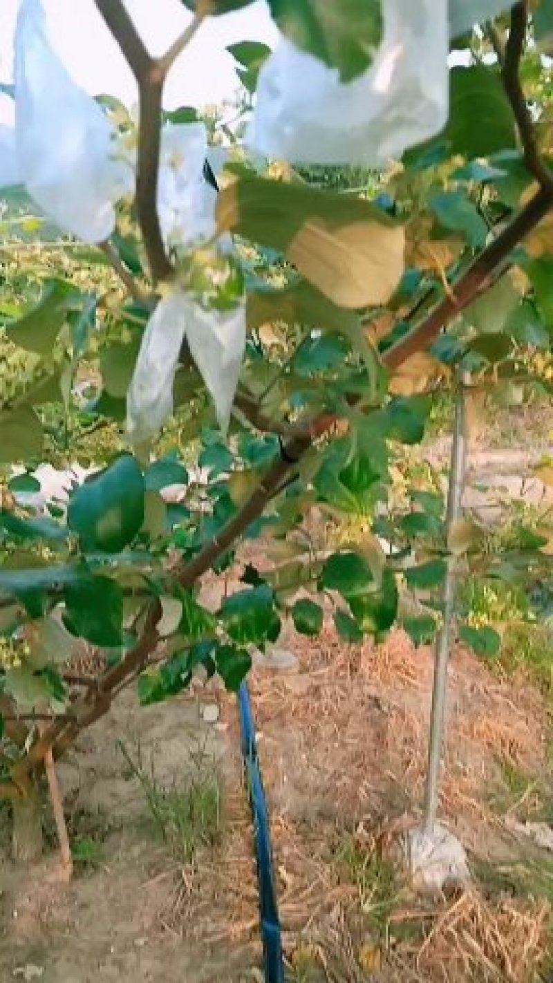 青枣