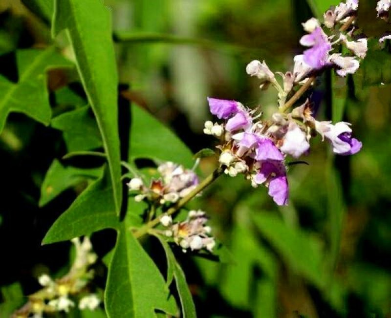 荆条种子护坡灌木种子道路护坡铁路护坡花卉黄荆种子