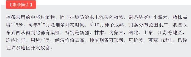 荆条种子护坡灌木种子道路护坡铁路护坡花卉黄荆种子