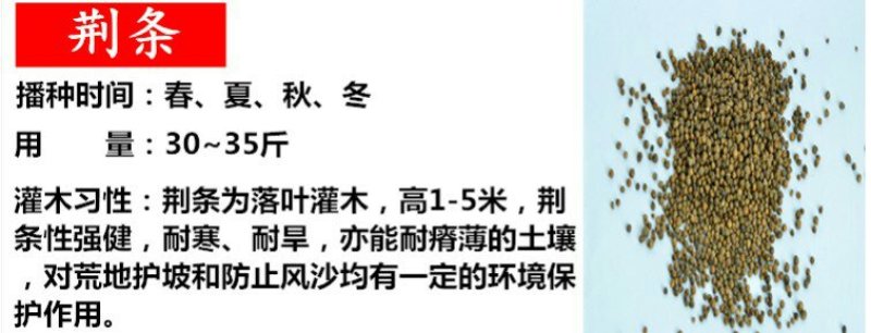 荆条种子护坡灌木种子道路护坡铁路护坡花卉黄荆种子