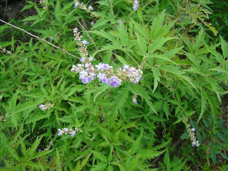 荆条种子护坡灌木种子道路护坡铁路护坡花卉黄荆种子
