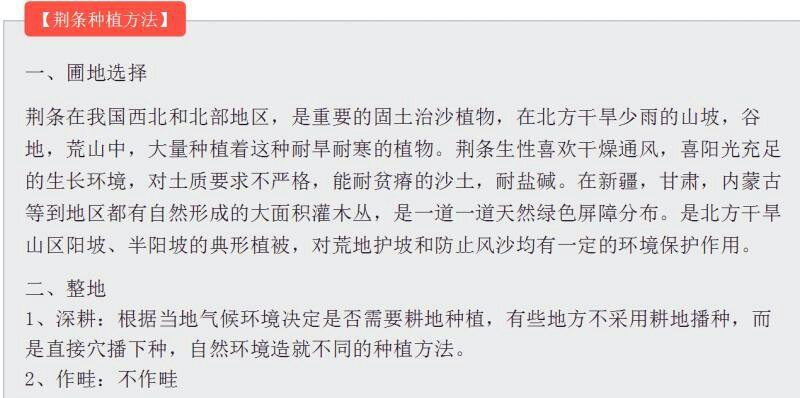 荆条种子护坡灌木种子道路护坡铁路护坡花卉黄荆种子