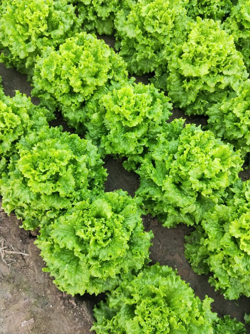 生菜大量现货精品生菜上市