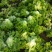 生菜大量现货精品生菜上市