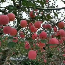 主营洛川红富士苹果🍎