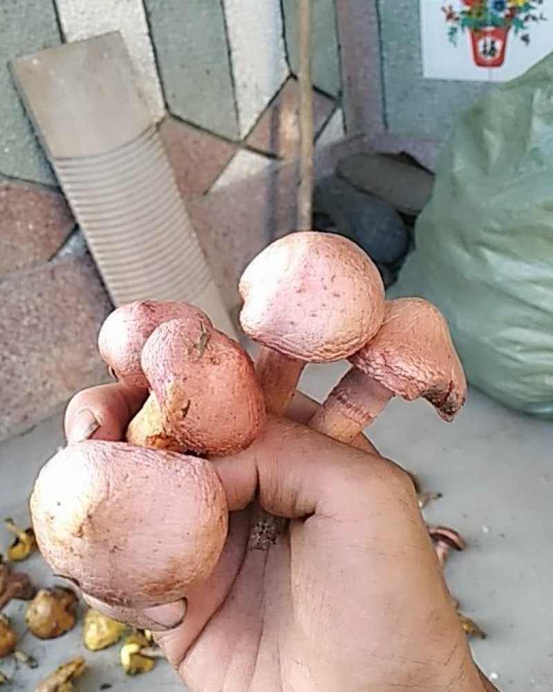 2026精品红蘑小蘑菇，卖完，需要的联系我吧