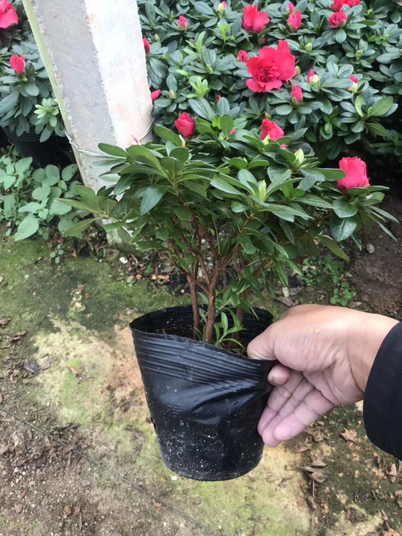 基地直销批发大小梅红杜鹃花