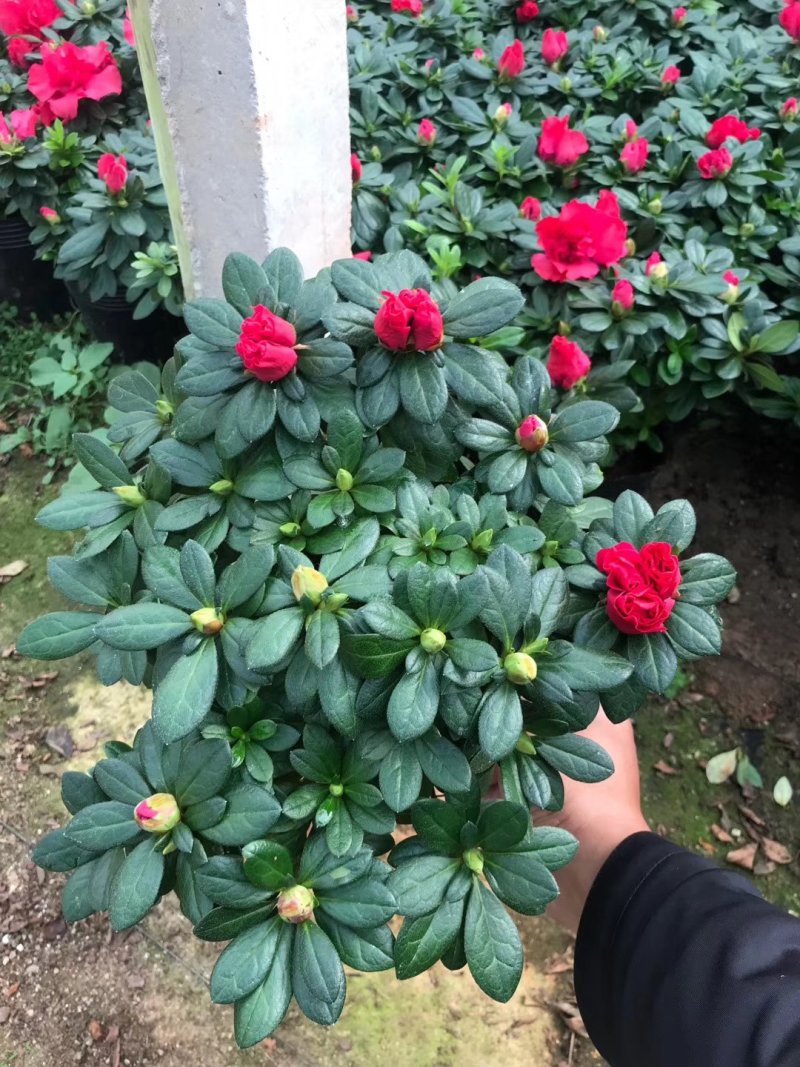 基地直销批发大小梅红杜鹃花