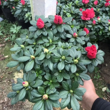 基地直销批发大小梅红杜鹃花