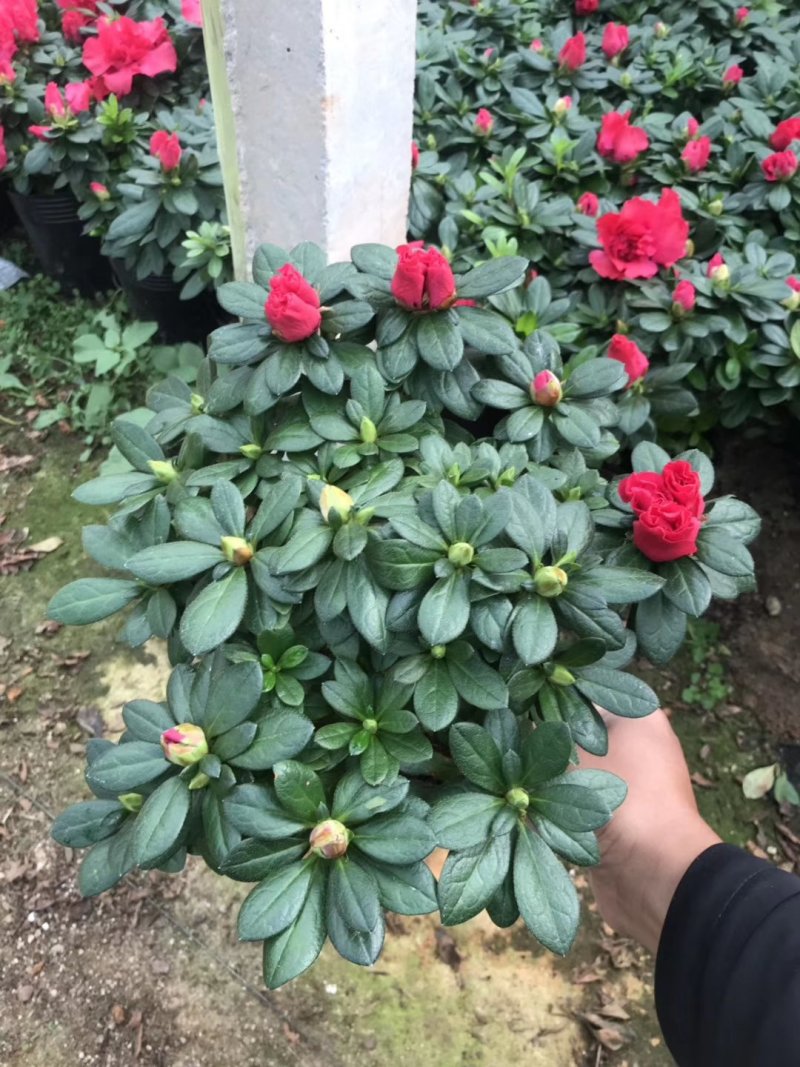基地直销批发大小梅红杜鹃花