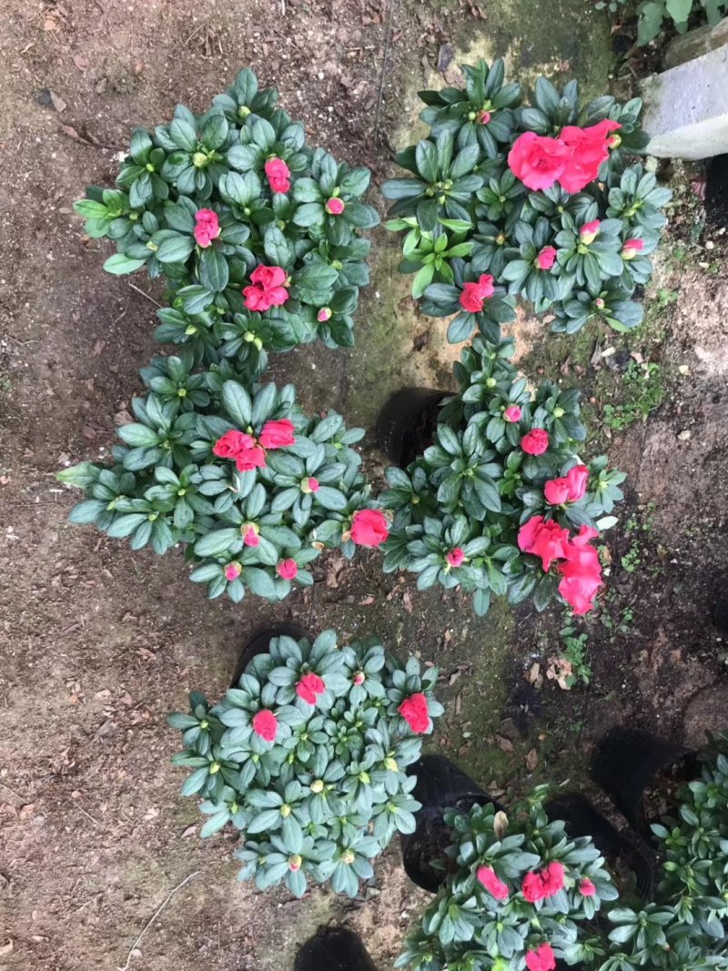 基地直销批发大小梅红杜鹃花
