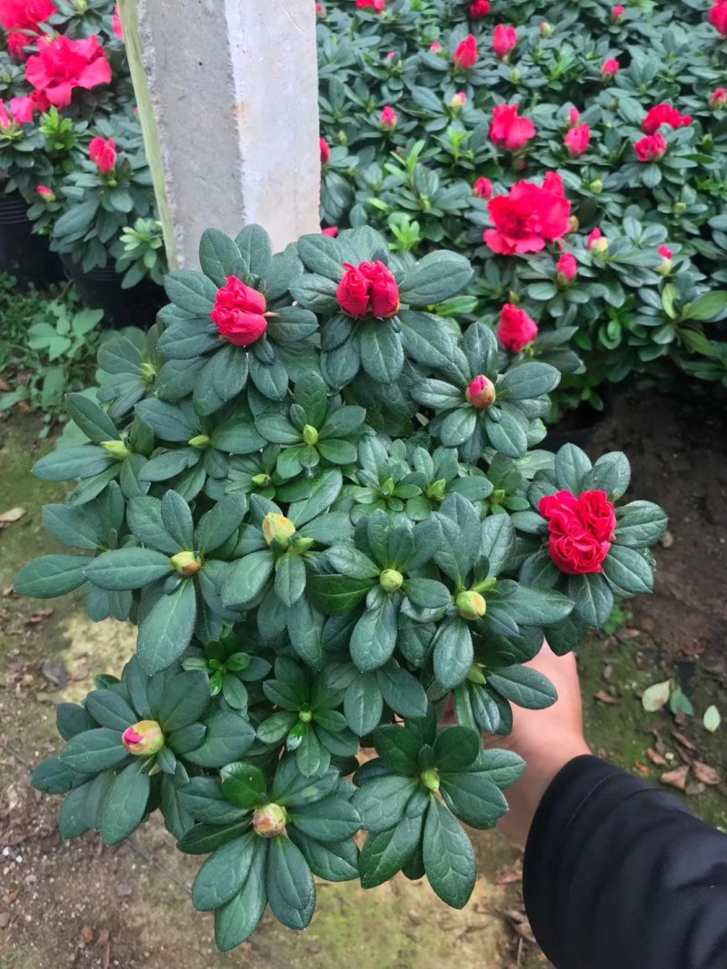基地直销批发大小梅红杜鹃花