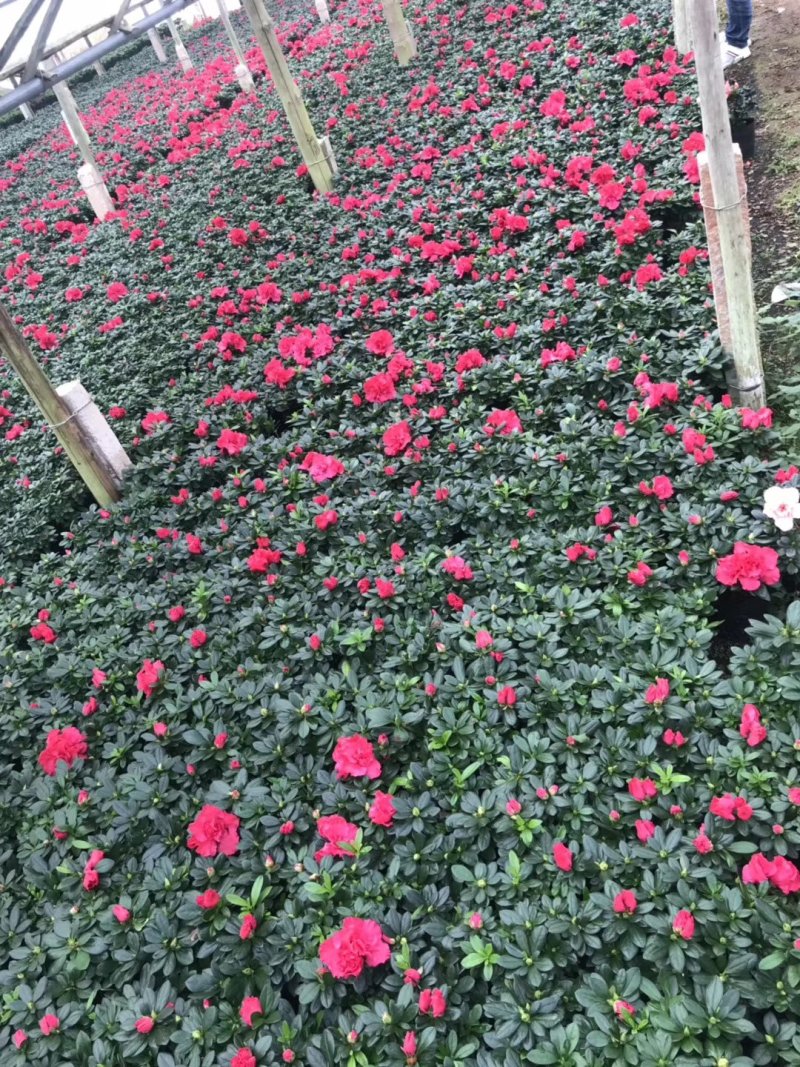 基地直销批发大小梅红杜鹃花