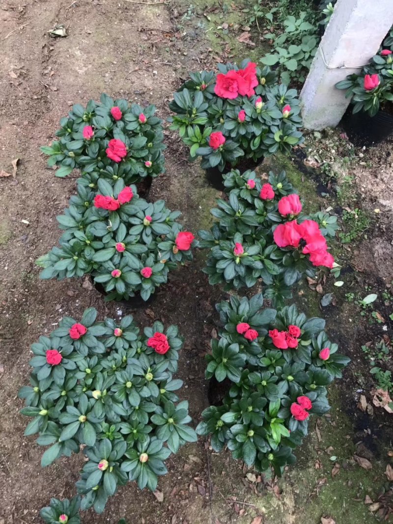 基地直销批发大小梅红杜鹃花