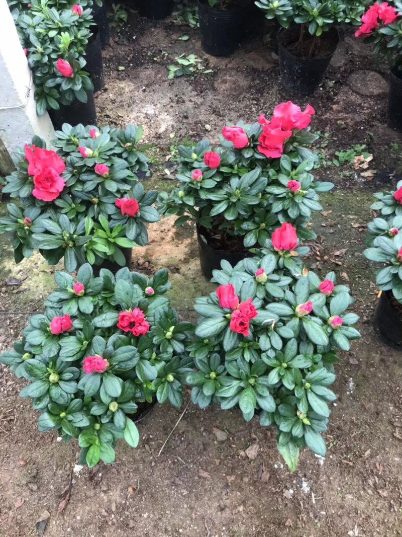 基地直销批发大小梅红杜鹃花