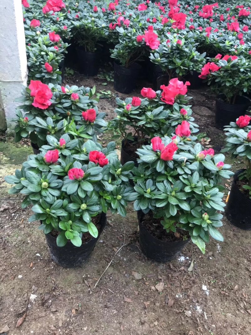 基地直销批发大小梅红杜鹃花