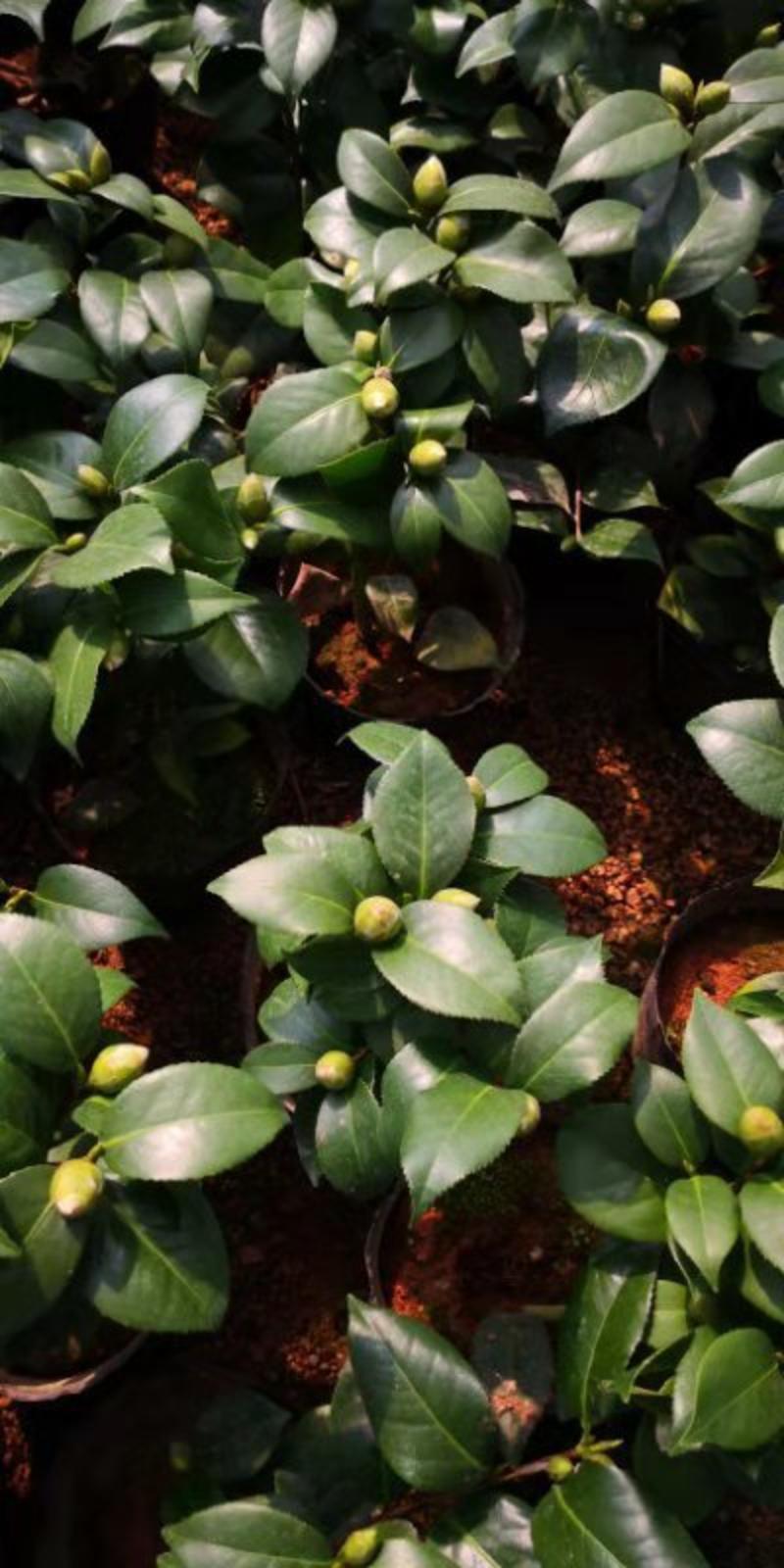 珍贵品种:品种茶花之一，青叶贝拉茶花，花期持久