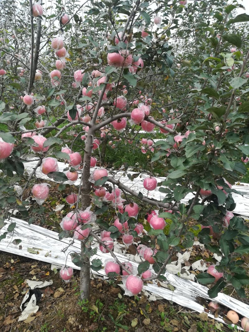 礼泉苹果