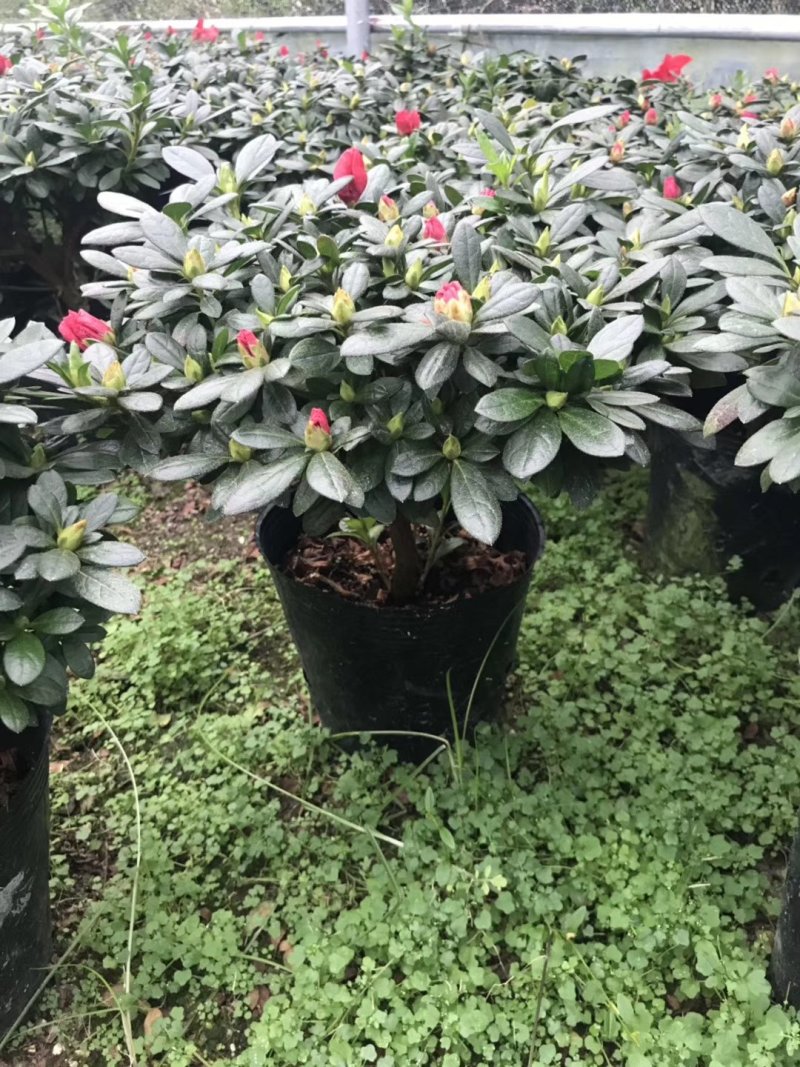 基地直销批发梅红杜鹃花，花期100天左右，室内花