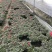 基地直销批发梅红杜鹃花，花期100天左右，室内花