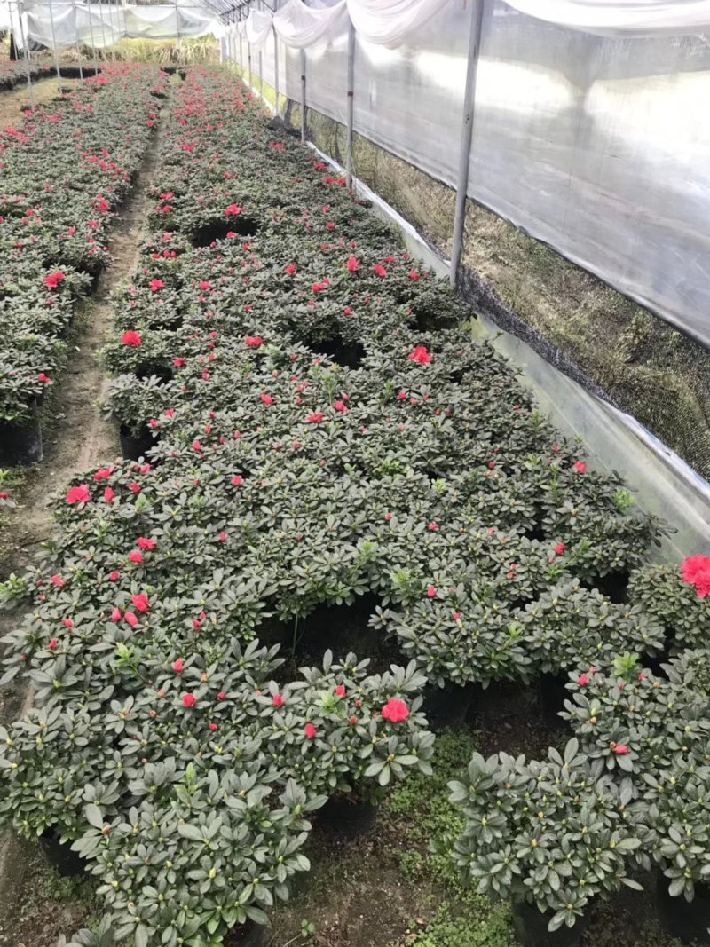 基地直销批发梅红杜鹃花，花期100天左右，室内花