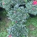 基地直销批发梅红杜鹃花，花期100天左右，室内花