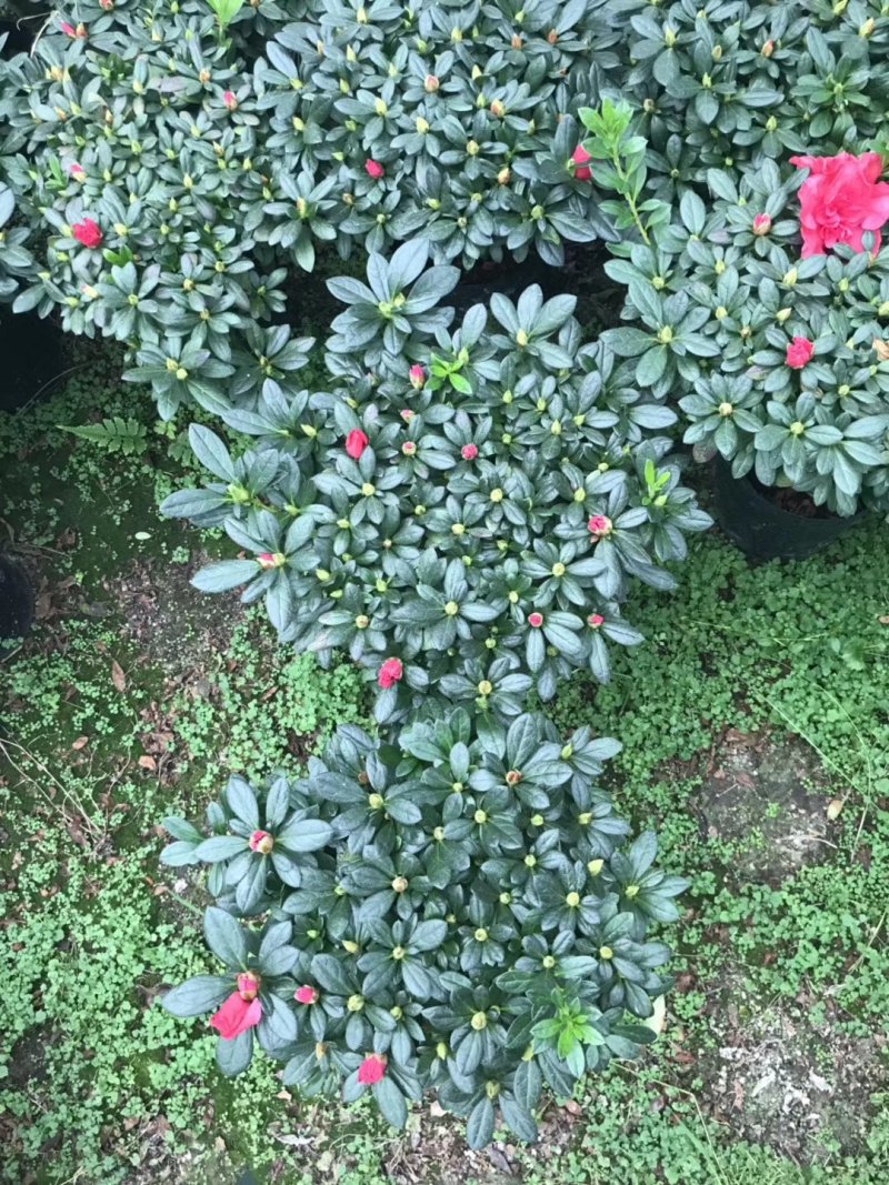 基地直销批发梅红杜鹃花，花期100天左右，室内花