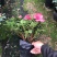 基地直销批发梅红杜鹃花，花期100天左右，室内花