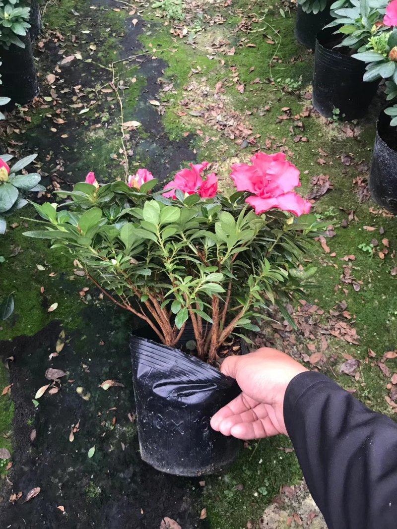 基地直销批发梅红杜鹃花，花期100天左右，室内花